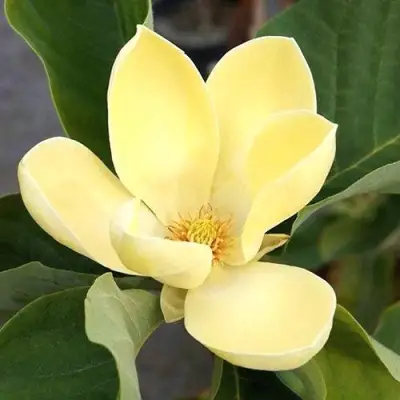 Магнолия ЕЛЛОУ ЛАНТЕРН в Новополоцке