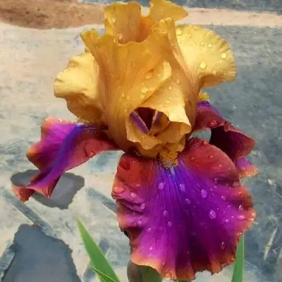 Ирис ГАЛА МАДРИД бородатый в Новополоцке