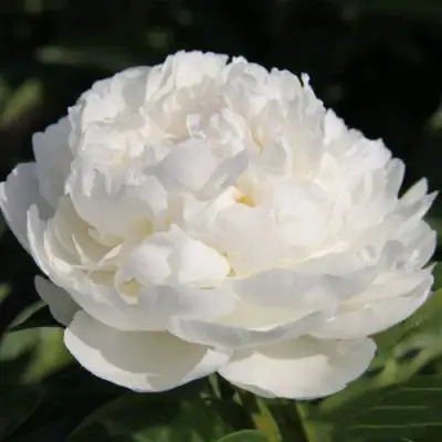 Пион СНЕЖНАЯ КРЕПОСТЬ древовидный в Новополоцке