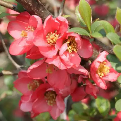 Айва ПИНК КВИН в Новополоцке