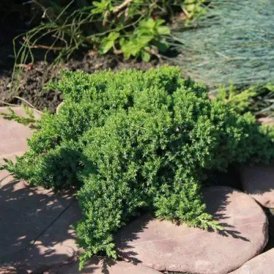 Можжевельник АВАСИ лежачий  в Новополоцке