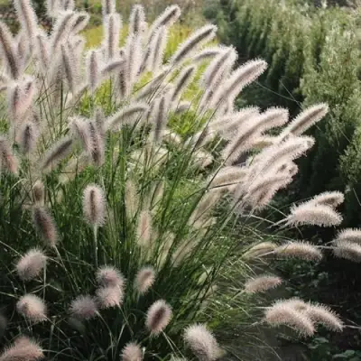 Пеннисетум ЛЕДИ Ю в Новополоцке