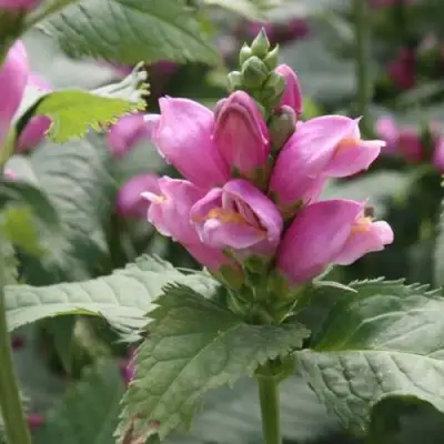 Хелоне КОСАЯ в Новополоцке