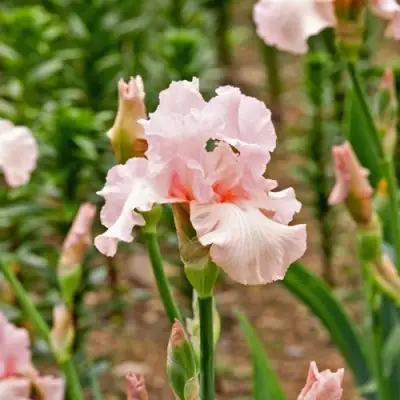 Ирис ПИНК ХОРАЙЗОН бородатый в Новополоцке