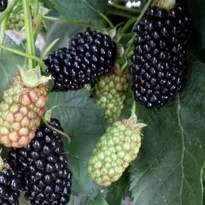 Ежевика ПРАЙМ АРК ФРИДОМ ремонтантная  в Новополоцке