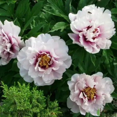 Пион КОРА ЛУИЗА ито-гибрид в Новополоцке