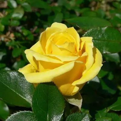 Роза ПАПИЛОН чайно-гибридная в Новополоцке