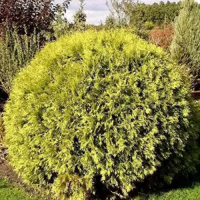 Туя ГЛОБОЗА АУРЕА западная в Новополоцке