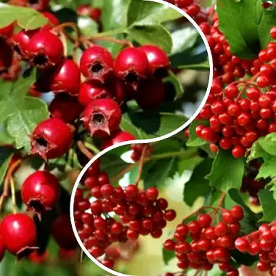 Комплект БУДЬ ЗДОРОВ в Новополоцке