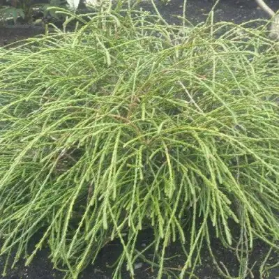 Туя ФИЛИФОРМИС   в Новополоцке