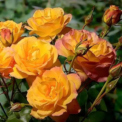 Роза САХАРА плетистая в Новополоцке