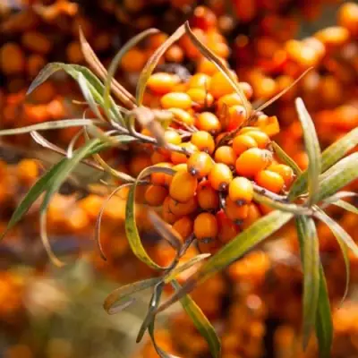 Облепиха ФИНСКАЯ в Новополоцке