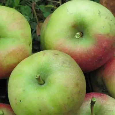 Яблоня ПАМЯТЬ СИКОРЫ в Новополоцке