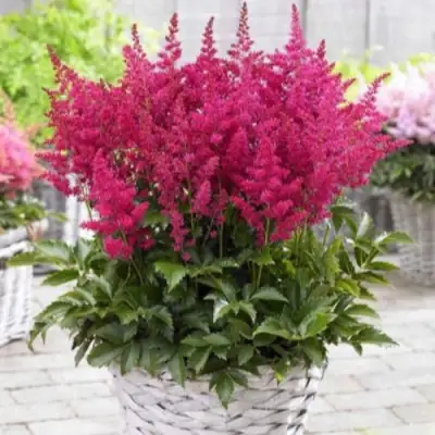 Астильба ЛАКИ ДЕЙ Арендса в Новополоцке