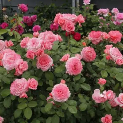 Роза ИНСТИТУТ ЛЮМЬЕР шраб в Новополоцке