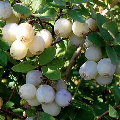 Голубика СНЕГУРОЧКА в Новополоцке