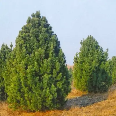 Сосна черная ПИРАМИДАЛИС в Новополоцке