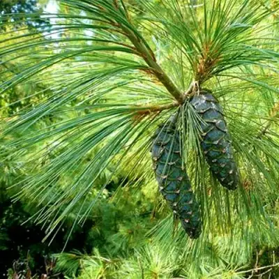 Сосна гриффита в Новополоцке