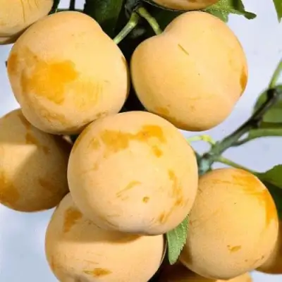 Слива РЕНКЛОД ранний в Новополоцке