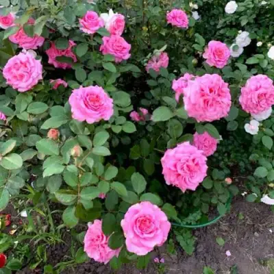 Роза ЭШЛИ чайно-гибридная в Новополоцке