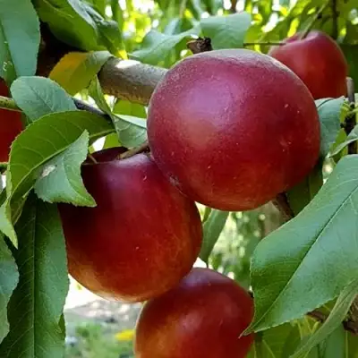 Нектарин ФАНТАЗИЯ в Новополоцке