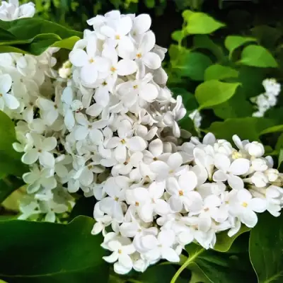 Сирень МАЛЕНЬКИЙ ПРИНЦ в Новополоцке