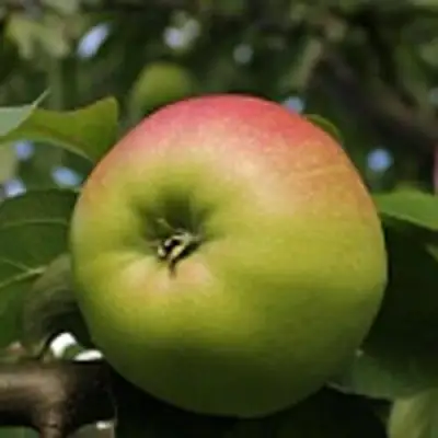 Яблоня СОКОЛОВСКОЕ стелющаяся в Новополоцке