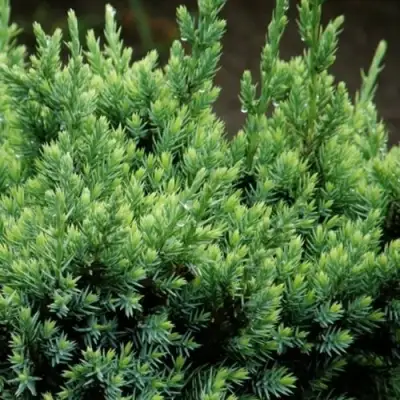 Можжевельник ХОЛГЕР чешуйчатый в Новополоцке