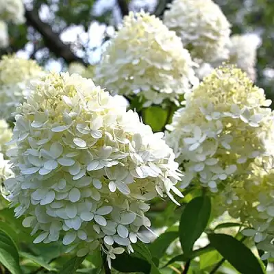 Гортензия БОМБШЕЛ метельчатая в Новополоцке