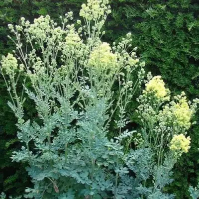 Василистник ГЛАУКУМ желтый в Новополоцке