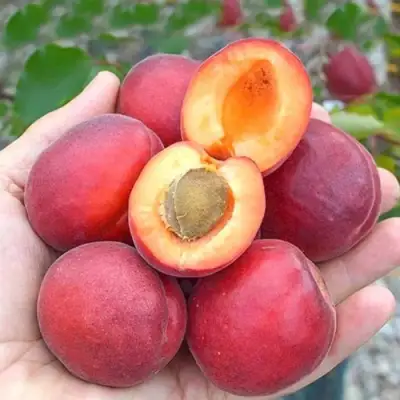 Абрикос РУБИСТА в Новополоцке