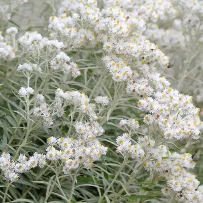 Анафалис ЖЕМЧУЖНЫЙ в Новополоцке