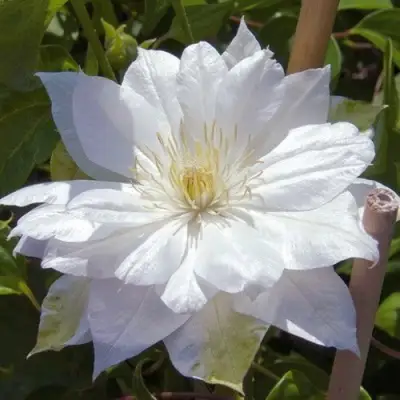 Клематис ДАЧЕСС ОФ ЭДИНБУРГ в Новополоцке