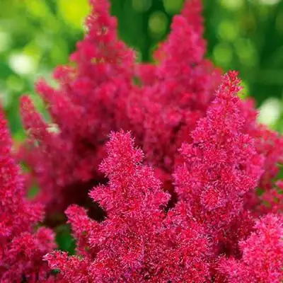 Астильба КОБЛЕНЦ японская в Новополоцке