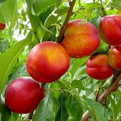 Нектарин ХАРБЛЕЙЗ в Новополоцке