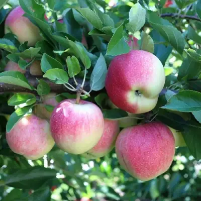 Яблоня ГРУШОВКА МОСКОВСКАЯ в Новополоцке