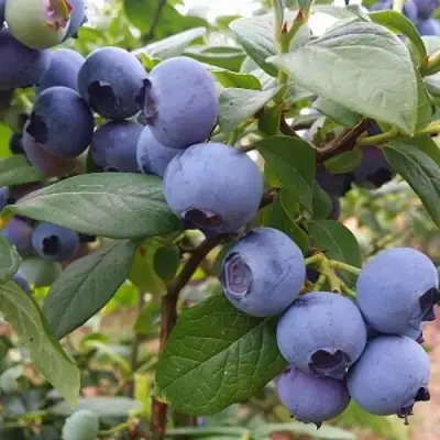 Голубика БЛЮГОЛД в Новополоцке