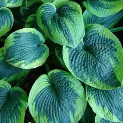 Хоста ТОКУДАМА ФЛАВОЦИРЦИНАЛИС гибридная в Новополоцке