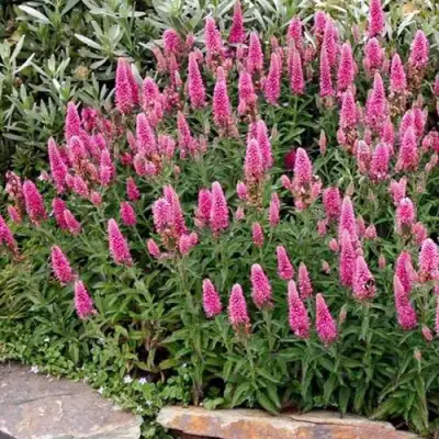 Вероника РОЗЕА колосковая в Новополоцке