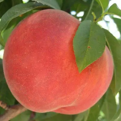 Персик МАЙСКИЙ ЦВЕТОК в Новополоцке