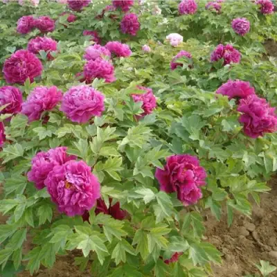 Пион КИТАЙСКИЙ ШЕЛК травянистый в Новополоцке