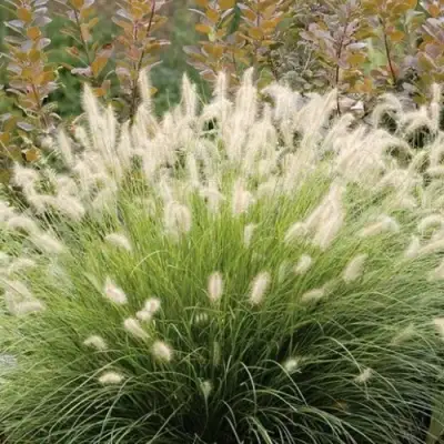 Пеннисетум ХАМЕЛН в Новополоцке