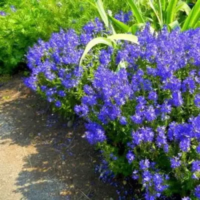 Вероника РОЯЛ БЛЮ большая в Новополоцке