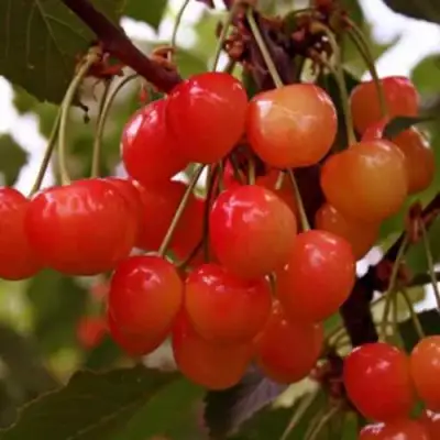 Черешня ДОНЧАНКА в Новополоцке