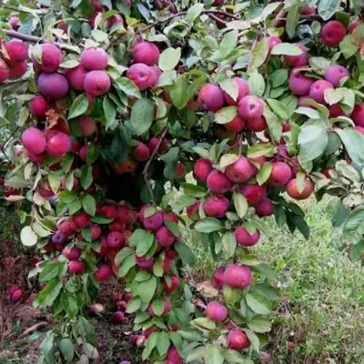 Яблоня ФЛОРИНА в Новополоцке