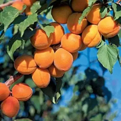 Абрикос ХАРКОТ в Новополоцке