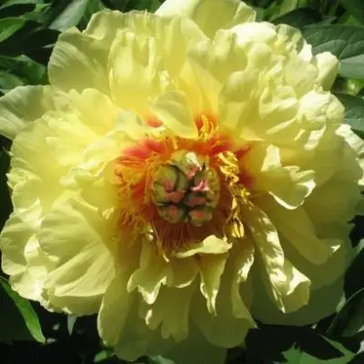 Пион ЗОЛОТАЯ КОРОНА древовидный в Новополоцке