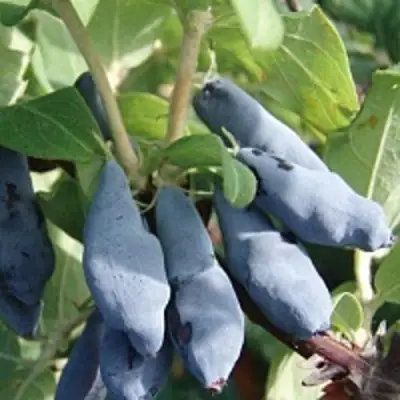 Жимолость съедобная НИМФА (ГАММА) в Новополоцке