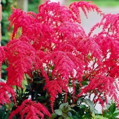Астильба РЕД ЧАРМ Арендса в Новополоцке