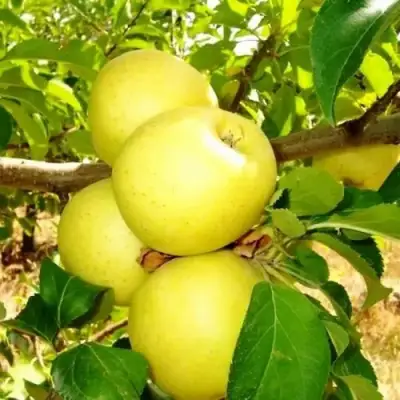 Яблоня ГОЛДЕН ДЕЛИШЕС в Новополоцке